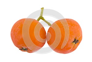 Orange rowan berries isolated on white background