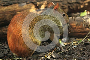 Orange-rumped agouti photo