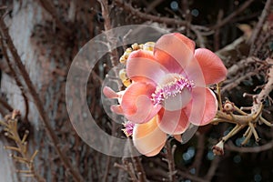 Orange Sala flower on Cannonball Tree or Sal flowers in Thailand