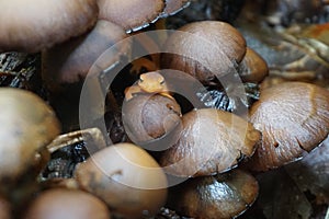 Orange salimandridae nestled amongst mushrooms