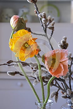 Orange and salmon poppy flowers with a bud on the background of blurred quaking aspen flowers