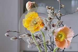 Orange and salmon poppy flowers with a bud on the background of blurred quaking aspen flowers. Horizontal