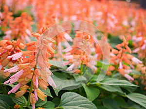 Orange Salvia (Salvia splendens) in garden, Nature Background, B