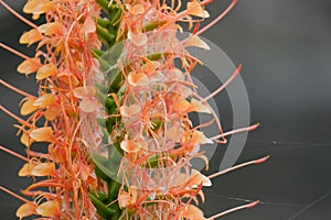 Orange Scarlet Ginger close up (Hedychium coccineum