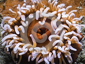 Orange sea anemone underwater closeup from the top