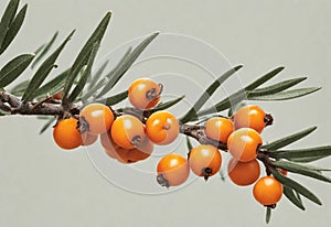 Orange sea buckthorn berries branch with copy space for text.