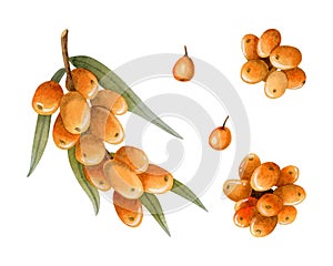 Orange sea buckthorn berries and branch watercolor illustration set. Wild forest plant for organic herbal products