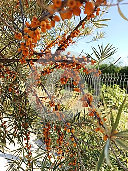 Orange sea buckthorn branches at sunny day