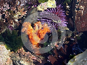 Orange Sea Cucumber - Cucumaria miniata photo