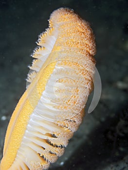 Orange Sea Pen