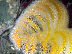 Orange Sea Pen Ptilosarcus gurneyi