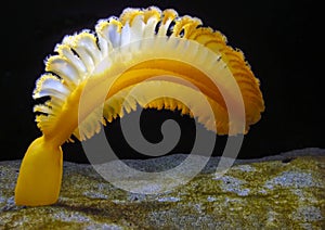 Orange Sea Pen (Ptilosarcus gurneyi)