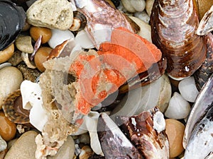 Orange Sea Sponge washed up with sea shells