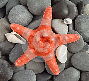Orange sea star