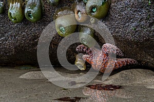 Orange Sea Star and Anemones