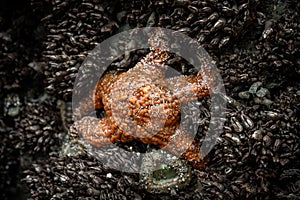 Orange Sea Star Clings to Mussel Covered Rock