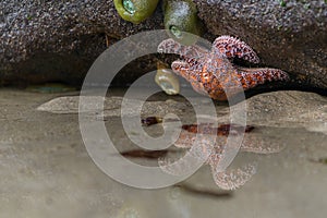 Orange Sea Star Reflect in Small Pool