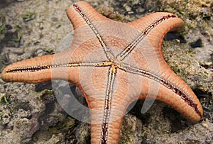 Orange sea star turned upside down bottom details