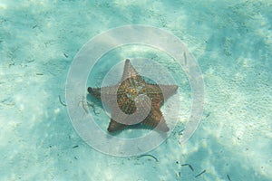 Orange sea star in the turquoise water