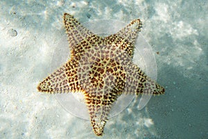 Orange sea star in the turquoise water