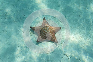 Orange sea star in the turquoise water