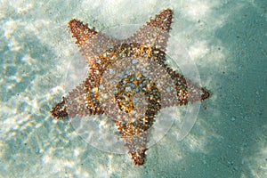 Orange sea star in the turquoise water