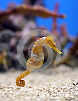 Orange Seahorse photo