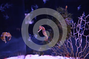 Orange seahorse swimming inside an aquarium with  beautiful water plants
