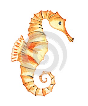 Orange seahorse with tiny wings and folded body. The tail is twisted into an elegant spiral. Hand-drawn watercolor illustration