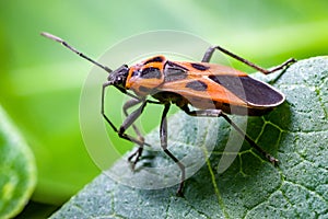 An orange seed bug photo