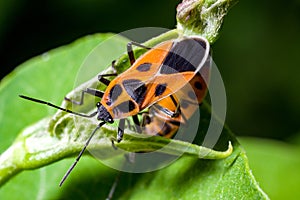 Orange seed bugs photo