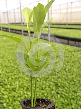 Orange seedlings photo