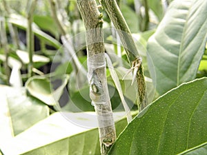 Orange seedlings in a nursery