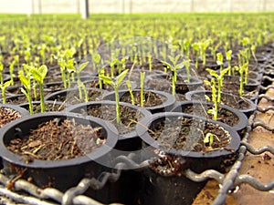 Orange seedlings photo