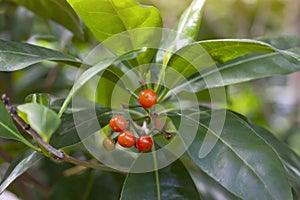 Orange seeds of Anan or Fagraea fragrans Roxb on tree in the garden. Thai people call Kankrao is a Thai herb. photo