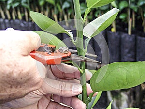 Orange seeds in nursery photo