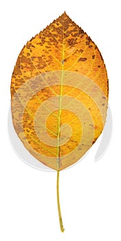 Orange Serviceberry Leaf photo