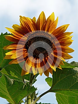 Orange shades of petals of a growed sunflower