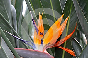 Orange sharp flower strelitzia