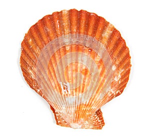Orange shell see pectinidae on the white