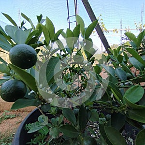 The orange at the shining day