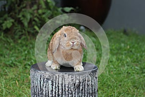 Orange show quality holland lop perched on stool