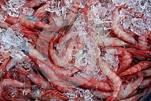 Orange shrimp, prawn, crustacean over ice surface photo