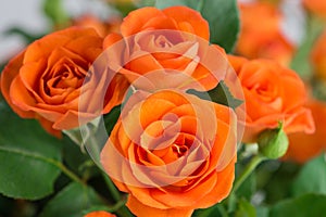 Orange shrub rose on background