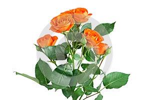 Orange shrub rose bush isolated on white