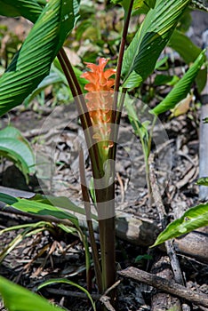 Orange Siam tulips blooming in Tak province, Thailand.