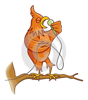 Orange singing canary bird