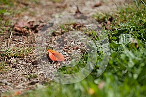 An orange single leaf long a mountain path at fall