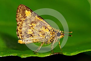 Orange skipper butterfly