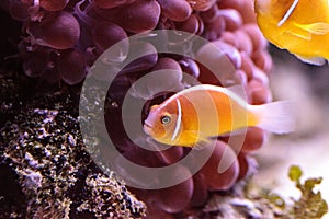 Orange skunk clownfish called Amphiprion perideraion